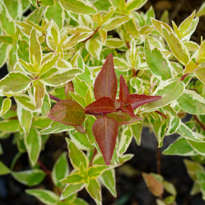 Radiance Abelia - Abelia - Shrubs