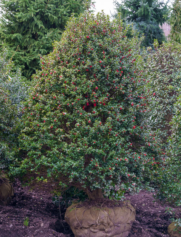 Red Beauty Holly - Holly - Hollies