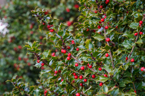 Red Beauty Holly - Holly - Hollies