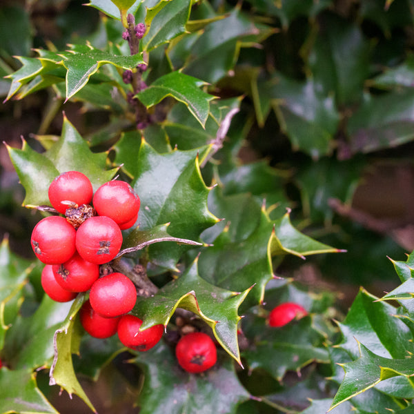 Red Beauty Holly - Holly - Hollies