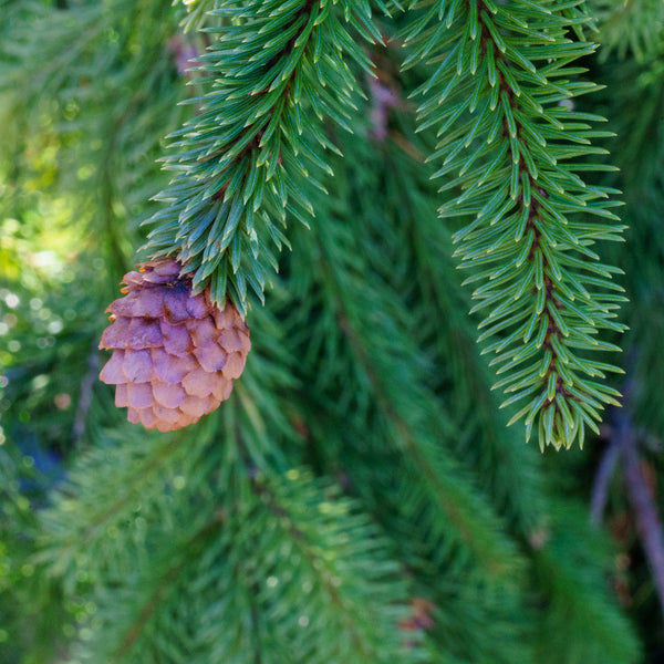 Red Cone Norway Spruce - Spruce - Conifers