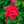 Load image into Gallery viewer, Red Double Knock Out Rose - Rose - Shrubs
