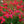 Load image into Gallery viewer, Red Dift Rose - Rose - Shrubs
