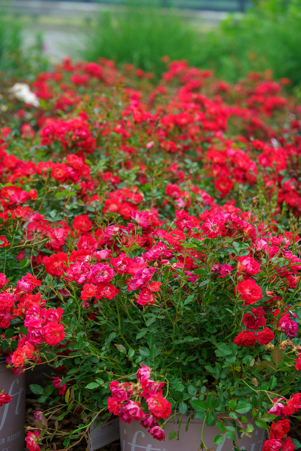 Red Dift Rose - Rose - Shrubs