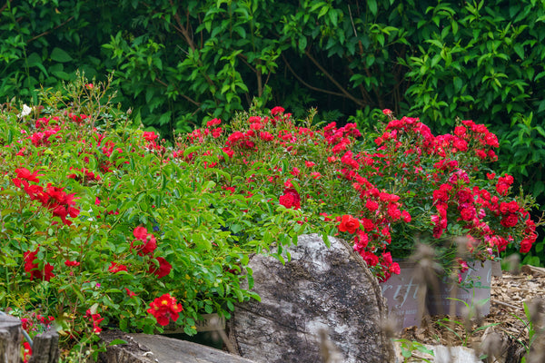 Red Dift Rose - Rose - Shrubs