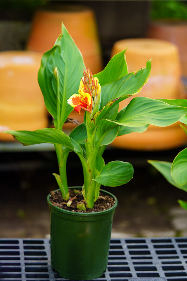 Assorted Canna Lilies