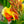 Load image into Gallery viewer, Assorted Canna Lilies
