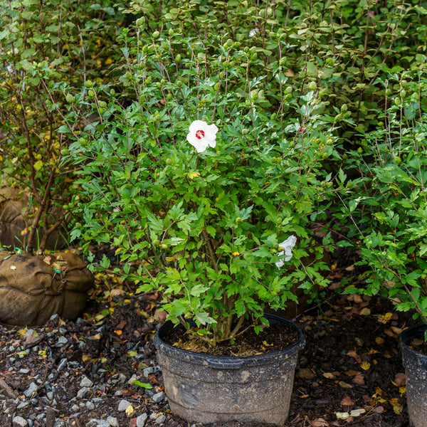 Red Heart Rose of Sharon