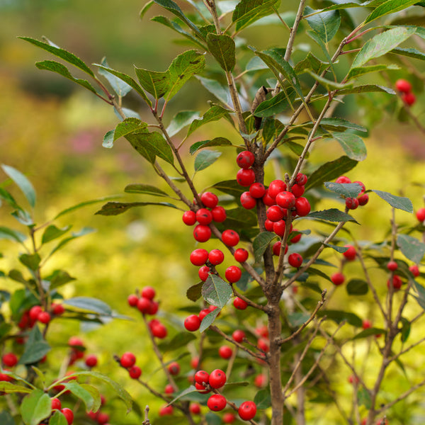 Red Sprite Winterberry Holly