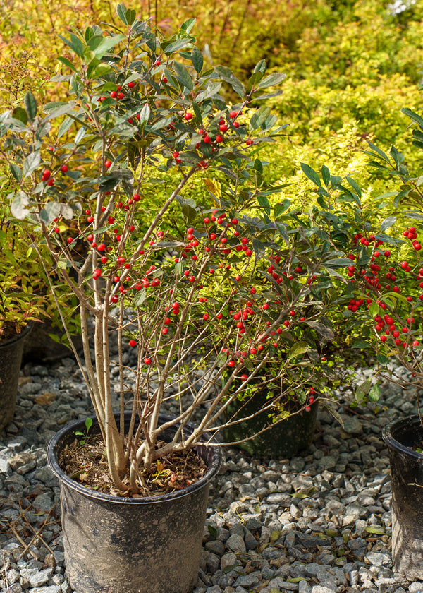 Red Sprite Winterberry Holly