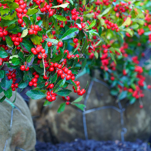 Red Sprite Winterberry Holly