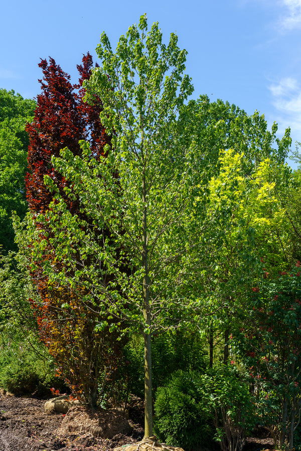 Red Sunset Red Maple - Maple - Shade Trees