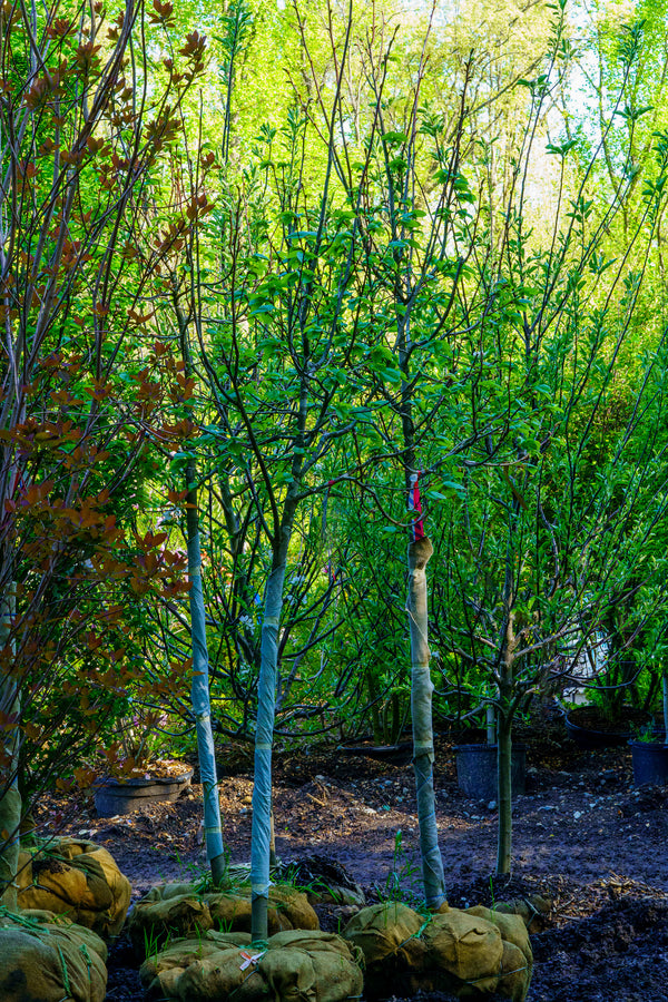 Redmond Linden - Linden - Shade Trees