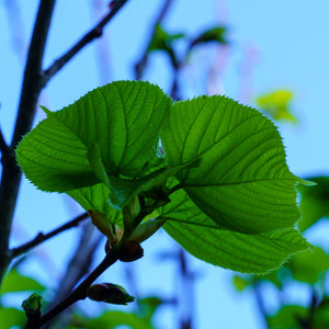 Redmond Linden - Linden - Shade Trees