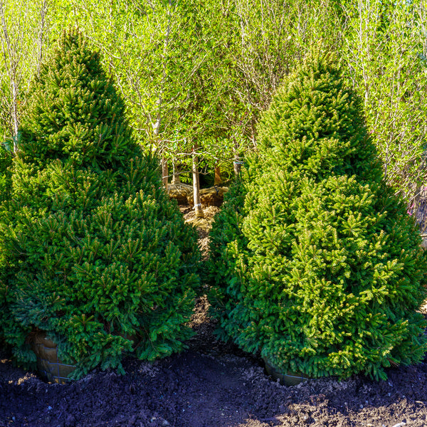 Remont Norway Spruce - Spruce - Conifers