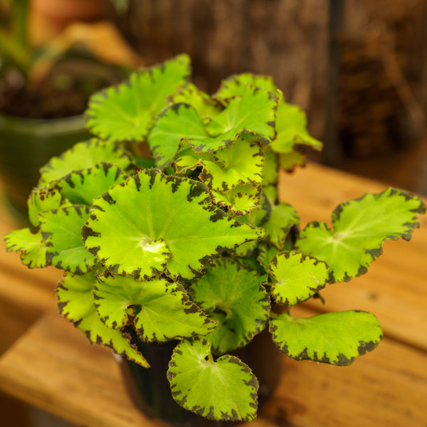 Rex Begonia