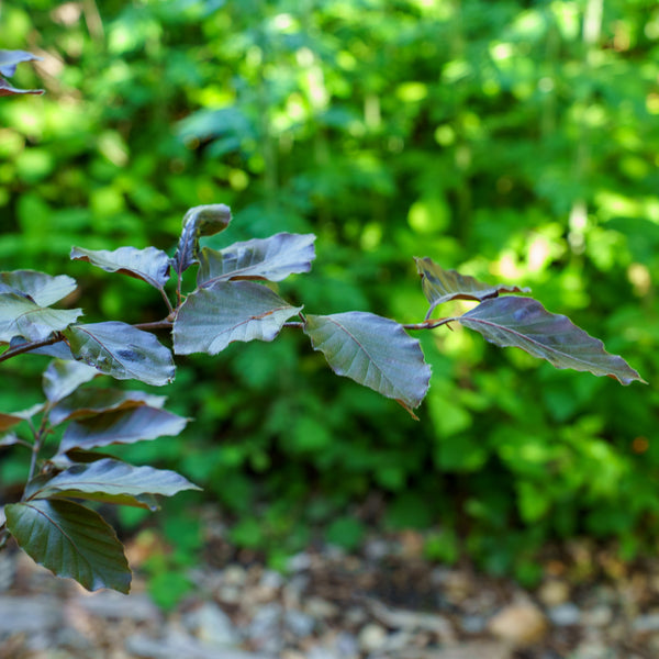 River's Purple European Beech - Beech - Shade Trees