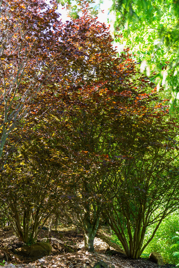 River's Purple European Beech - Beech - Shade Trees