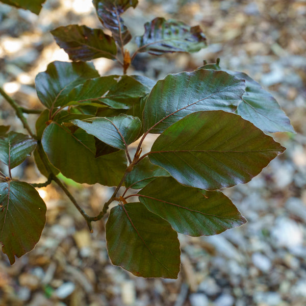 River's Purple European Beech - Beech - Shade Trees