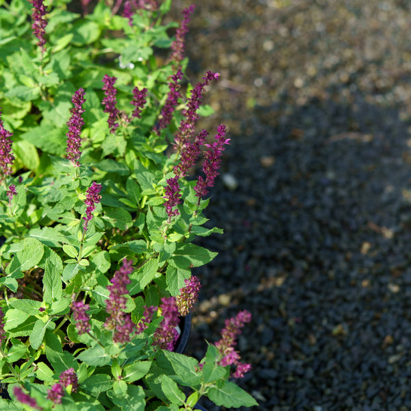 Rose Marvel Sage