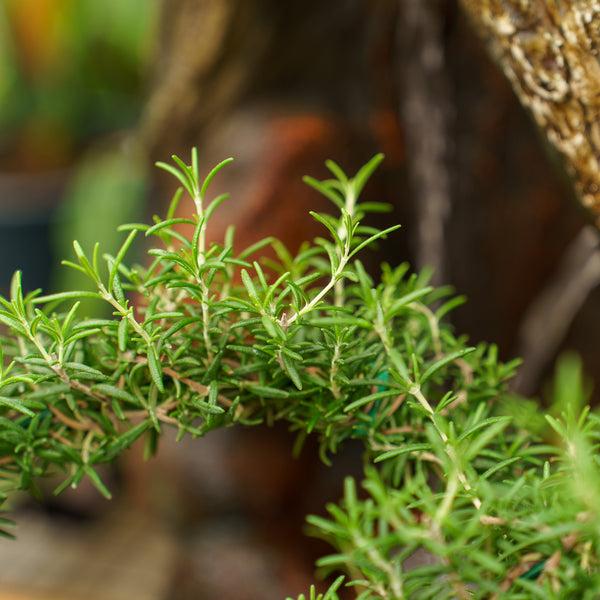 Rosemary Ring Topiary