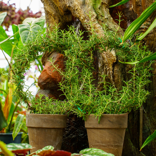 Rosemary Ring Topiary