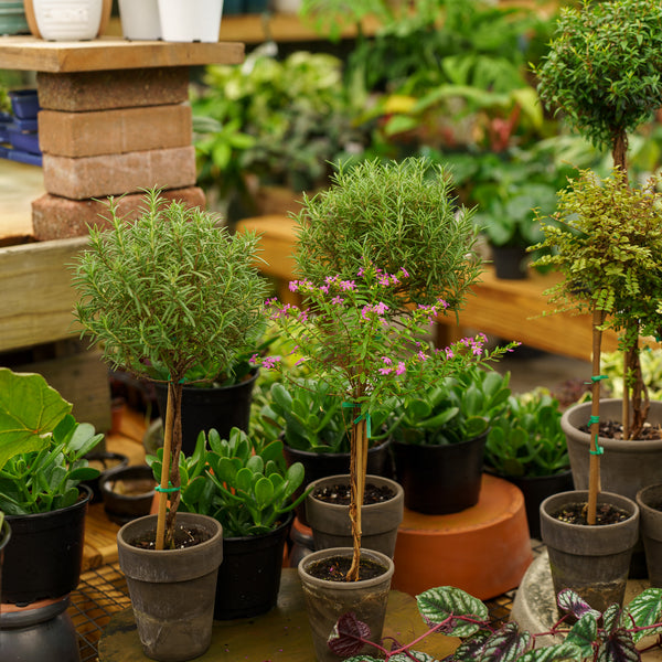 Rosemary Topiary