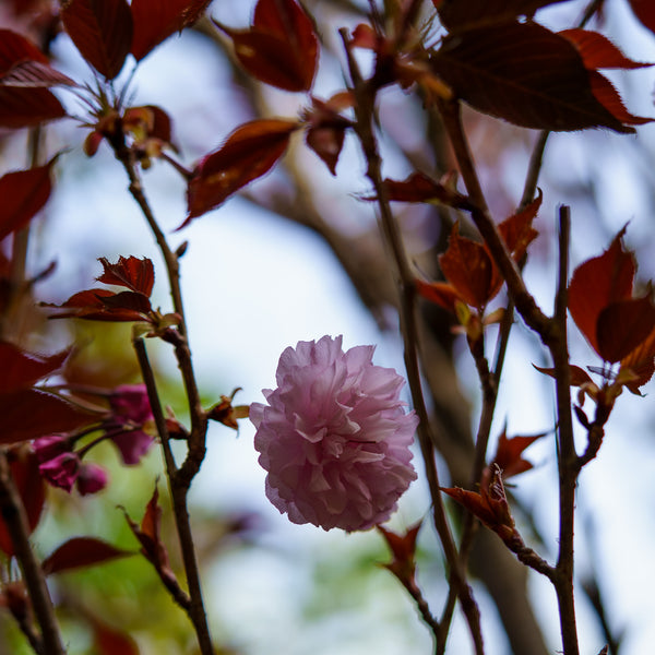 Royal Burgundy Flowering Cherry - Cherry - Flowering Trees