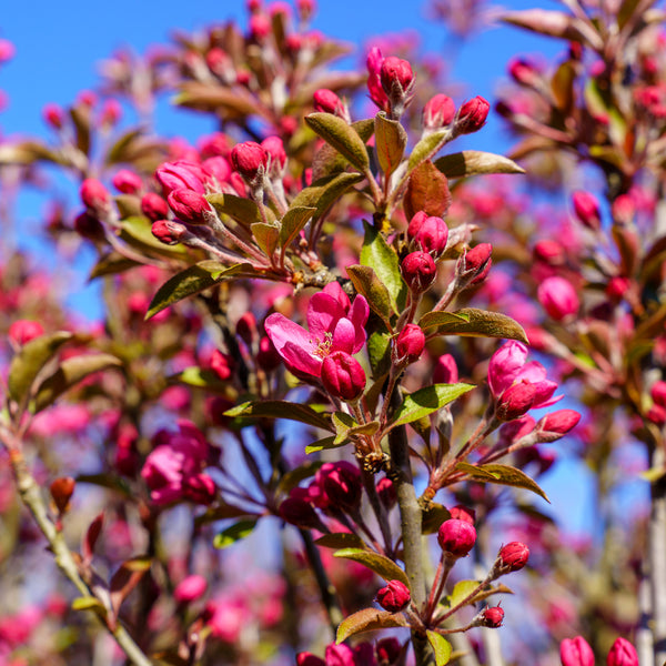 Royal Gem Crabapple - Crabapple - Flowering Trees