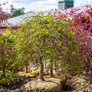 Ryusen Weeping Japanese Maple - Japanese Maple - Japanese Maples