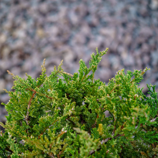 Sargent's Juniper - Juniper - Conifers