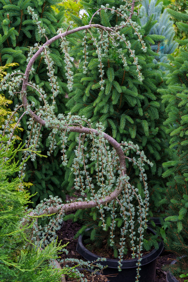 Weeping Serpentine Blue Atlas Cedar - Cedar - Conifers