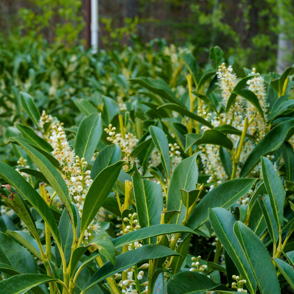 Schipka Cherry Laurel - Cherry Laurel - Shrubs