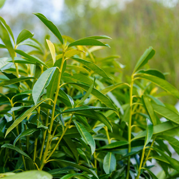 Schipka Cherry Laurel - Cherry Laurel - Shrubs