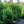 Load image into Gallery viewer, Schipka Cherry Laurel - Cherry Laurel - Shrubs
