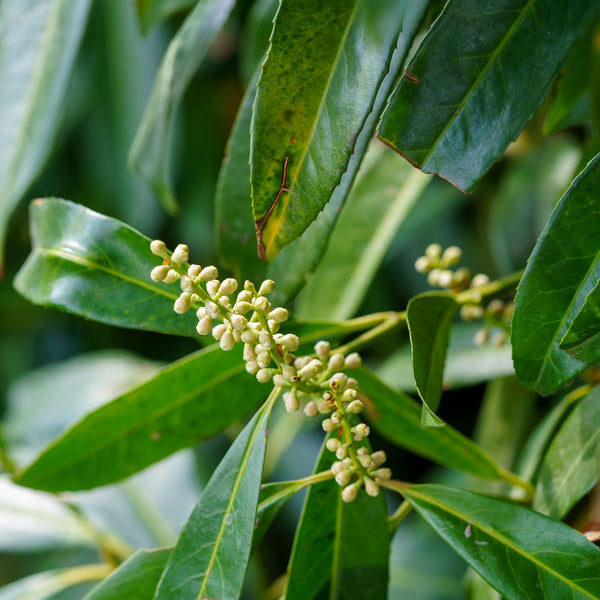 Schipka Cherry Laurel - Cherry Laurel - Shrubs