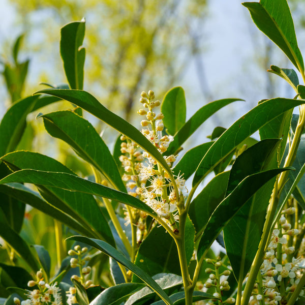 Schipka Cherry Laurel - Cherry Laurel - Shrubs