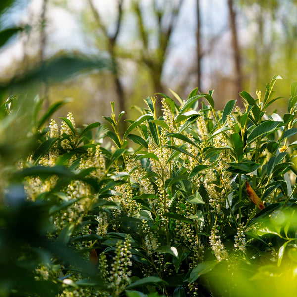 Schipka Cherry Laurel - Cherry Laurel - Shrubs