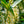 Load image into Gallery viewer, Schipka Cherry Laurel - Cherry Laurel - Shrubs
