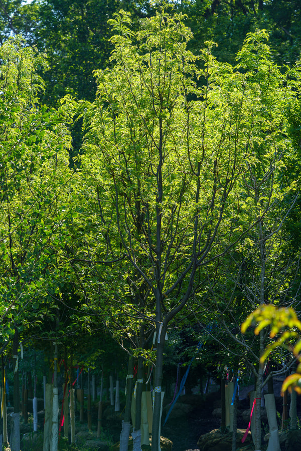 Skyline Honeylocust - Honeylocust - Shade Trees