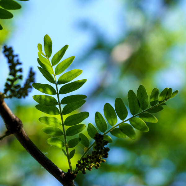 Skyline Honeylocust - Honeylocust - Shade Trees