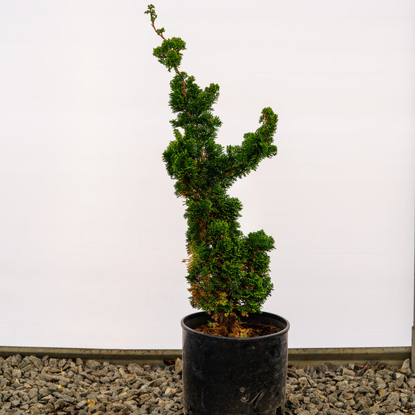 Spiralis Hinoki Cypress - Cypress - Conifers