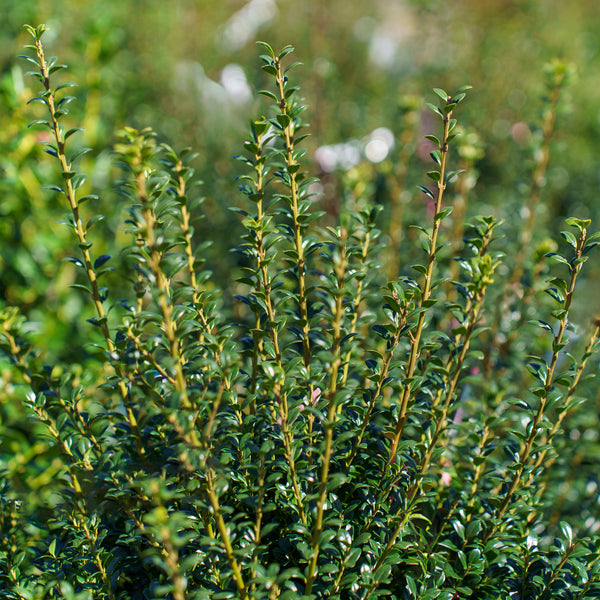 Steeds Japanese Holly - Holly - Hollies