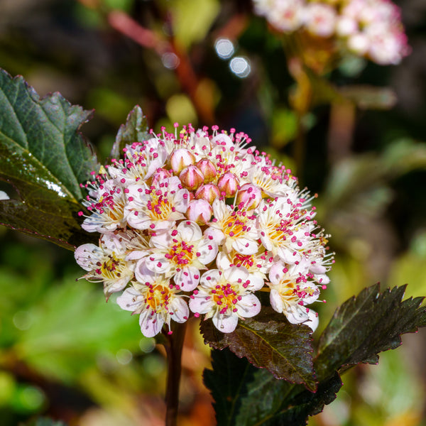 Summer Wine Ninebark - Ninebark - Shrubs