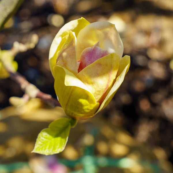 Sunsation Magnolia - Magnolia - Flowering Trees