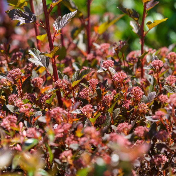 Sweet Cherry Tea Ninebark - Ninebark - Shrubs