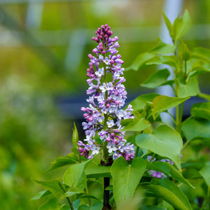 Common Lilac - Lilac - Shrubs