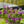 Load image into Gallery viewer, Charles Joly Lilac - Lilac - Shrubs
