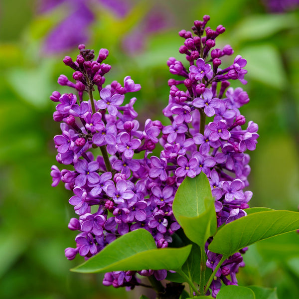 Ludwig Spaeth Lilac - Lilac - Shrubs