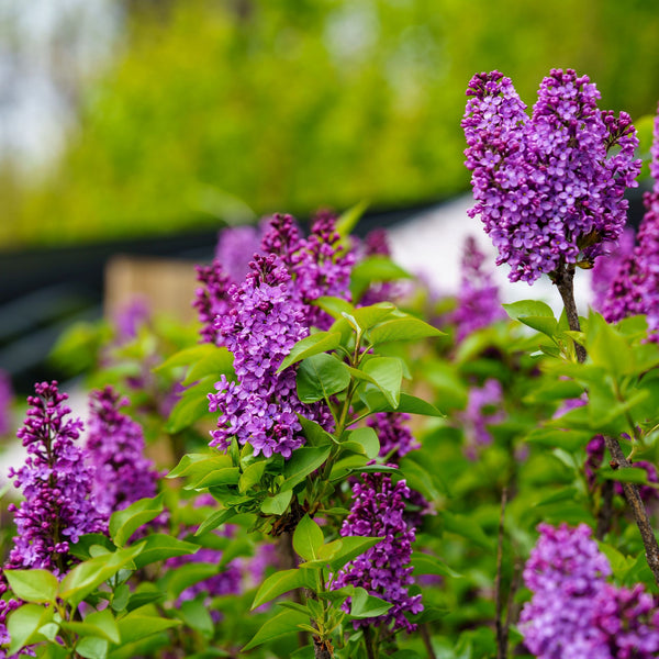 Ludwig Spaeth Lilac - Lilac - Shrubs